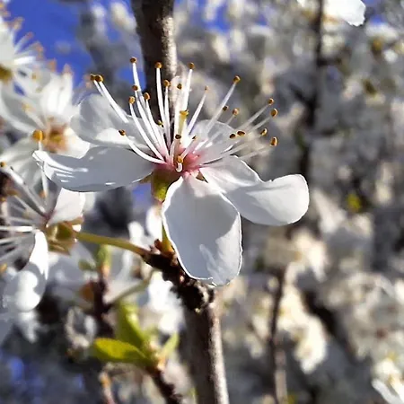 Tournesol&anémone Sarlat