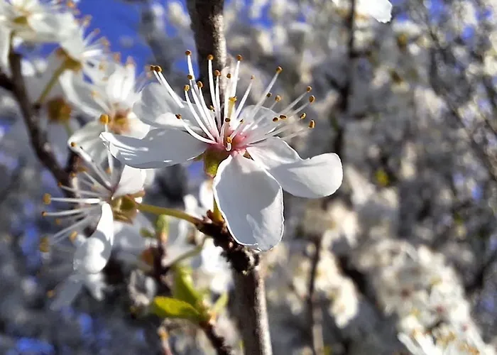 Tournesol & Anemone Sarlat-la-Canéda